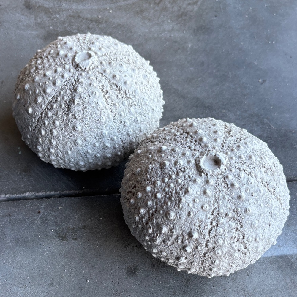 Source Unknown Textured Gray Sea Urchin Art Pieces